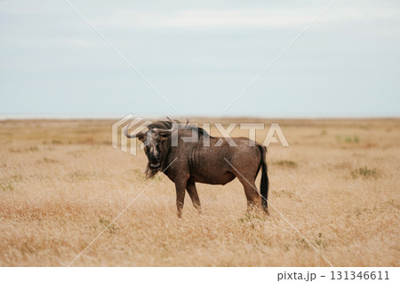 Buffalo is in the wildlife at daytime 131346611