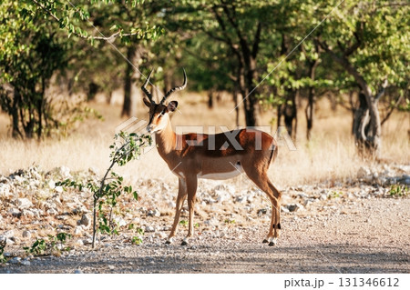 Looking to the side. Antelope is in the wildlife outdoors in Africa Looking to the side. Antelope is in the wildlife outdoors in Africa 131346612