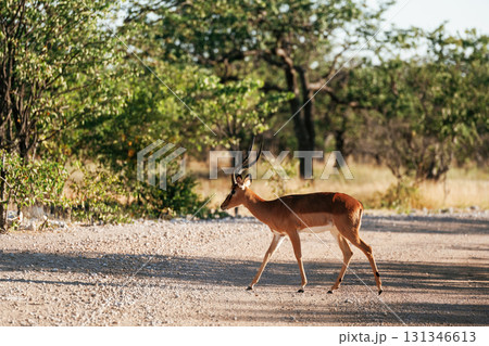 Antelope is in the wildlife outdoors in Africa Antelope is in the wildlife outdoors in Africa 131346613
