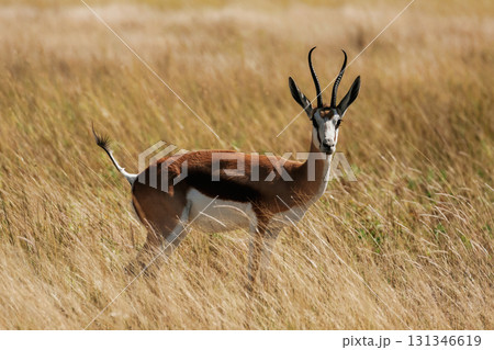Looking to the side. Antelope is in the wildlife outdoors in Africa 131346619