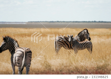 Zebras in the wildlife at daytime 131346625