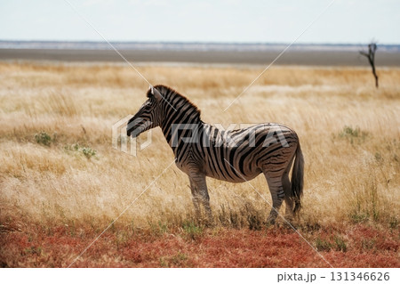 Side view. Zebra in the wildlife at daytime Side view. Zebra in the wildlife at daytime 131346626