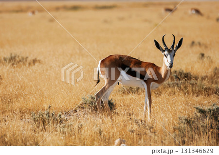Antelope is in the wildlife outdoors in Africa 131346629