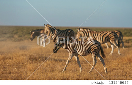 Zebras in the wildlife at daytime 131346635