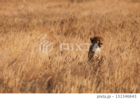 Cheetah is outdoors in the wildlife Cheetah is outdoors in the wildlife 131346643