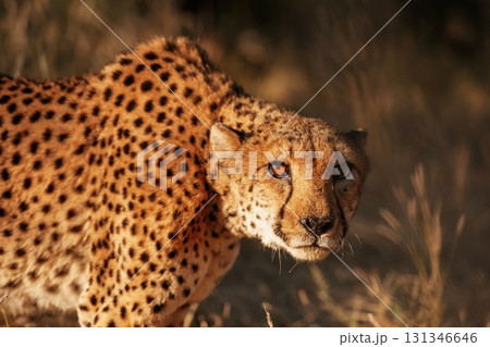 Cheetah is outdoors in the wildlife Cheetah is outdoors in the wildlife 131346646