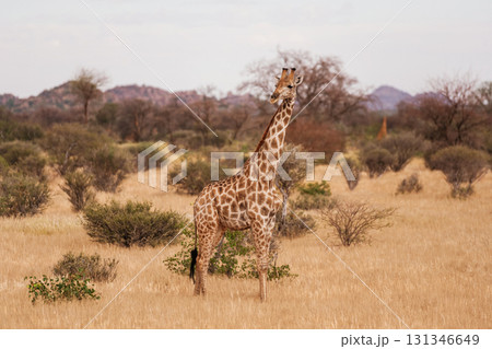 Giraffe is outdoors in the wildlife in the Africa Giraffe is outdoors in the wildlife in the Africa 131346649