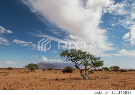 Tree is growing in the extreme climate land. Majestic view of amazing landscapes in African desert 131346653