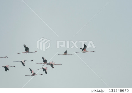 Group of flamingo flying up in the sky Group of flamingo flying up in the sky 131346670