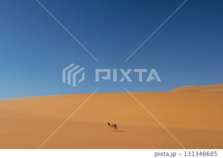 Antelope is in the wildlife outdoors in Africa in desert 131346685