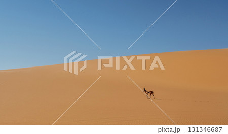 Antelope is in the wildlife outdoors in Africa in desert 131346687