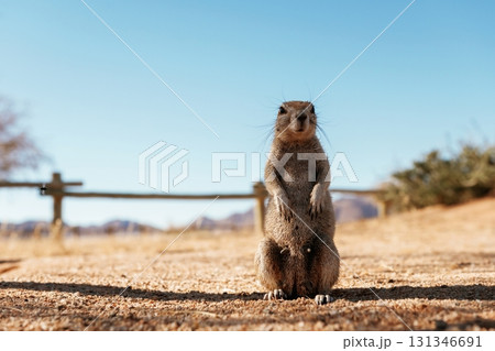 Close up view of little gopher outdoors Close up view of little gopher outdoors 131346691