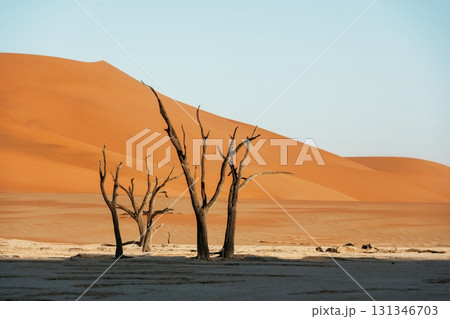 Black and dead trees. Sossusvlei, Famous sand dunes and dead trees in Deadvlei 131346703