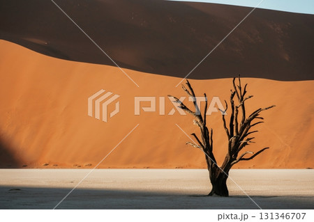 Dead trees. Sossusvlei, Famous sand dunes and dead trees in Deadvlei Dead trees. Sossusvlei, Famous sand dunes and dead trees in Deadvlei 131346707