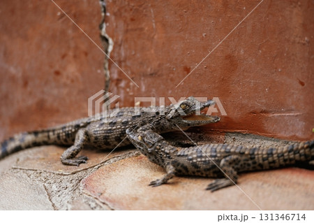 Alligators relaxed and resting on the ground 131346714