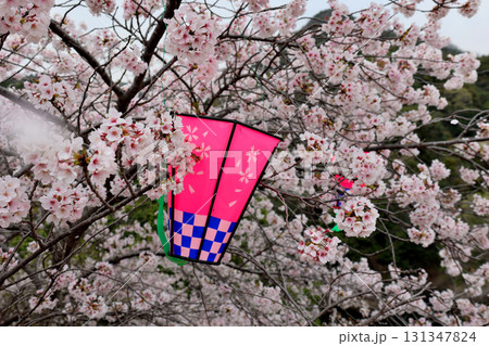 信貴山 朝護孫子寺 桜祭りの提灯 信貴山 朝護孫子寺 桜祭りの提灯 131347824