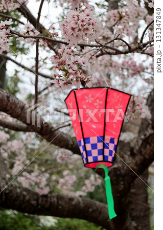 信貴山　朝護孫子寺　桜祭りの提灯 131347849