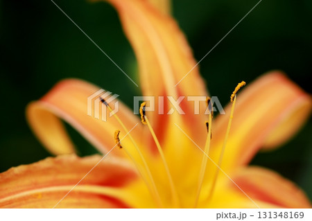 アキノワスレグサ アキノワスレグサ 131348169