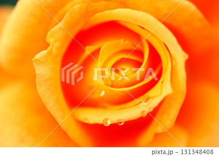 水滴をまとうバラをアップで 水滴をまとうバラをアップで 131348408