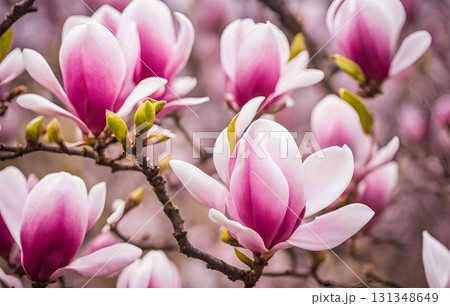 Elegant pink magnolia symbolizes pure love and deep, cherished memories. The blossoms represent spiritual virtue and noble beauty, ideal for sentimental, memoria. AI Generated Elegant pink magnolia symbolizes pure love and deep, cherished memories. The blossoms represent spiritual virtue and noble beauty, ideal for sentimental, memoria. AI Generated 131348649