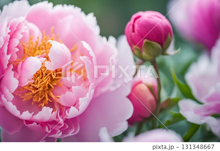 Sweet beautiful peony flowers, a hardy cold-climate plant with lily-like tubers. They bloom in late spring to early summer, perfect for seasonal designs. AI Generated 131348667