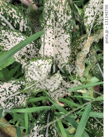 green leaves growing in the garden 131348700