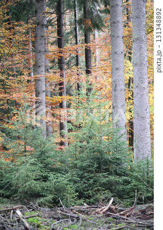 in the forest in the forest 131348892