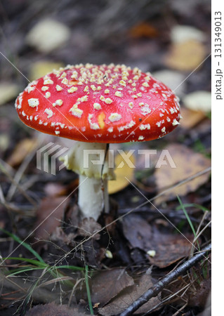 Amanita muscaria  (Amanita muscaria) 131349013