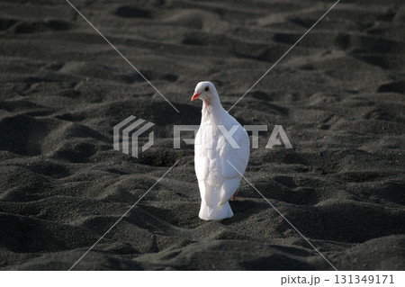 A white dove stands on dark sand of Tenerife beach. A white dove stands on dark sand of Tenerife beach. 131349171