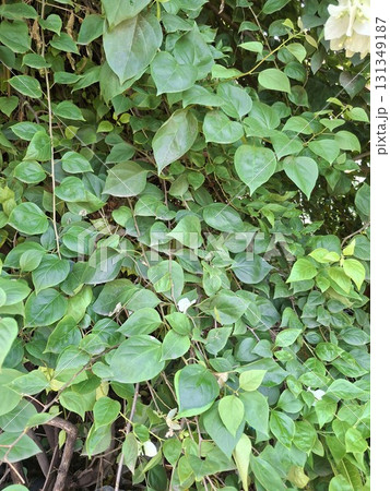 green leaves of the tree 131349187