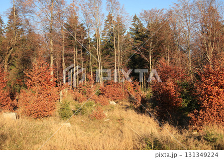 in the forest in the forest 131349224