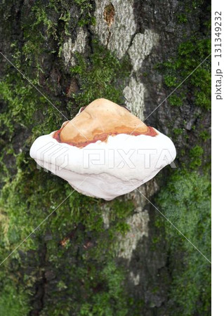 Inonotus hispidus (Inonotus hispidu) Inonotus hispidus (Inonotus hispidu) 131349232