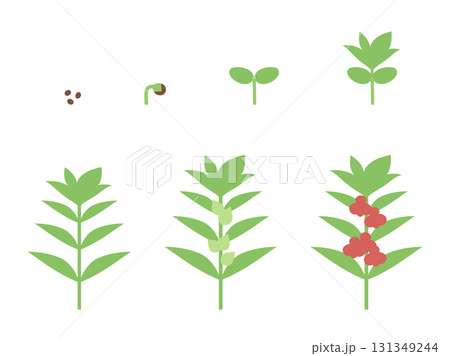 ホウセンカの成長のイラスト素材 131349244