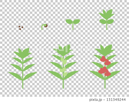 ホウセンカの成長のイラスト素材 131349244