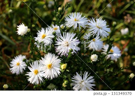 A bush of white asters with buds in a flowerbed 131349370