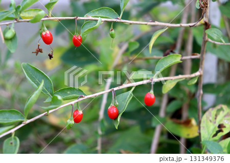 Red gummi berries on a bush branch in the garden on a cloudy autumn day Red gummi berries on a bush branch in the garden on a cloudy autumn day 131349376