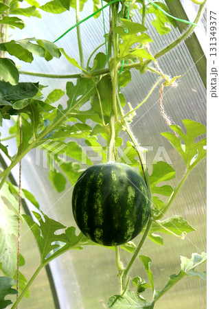 Round striped dark watermelon fruit ripens in the shade in a greenhouse 131349377