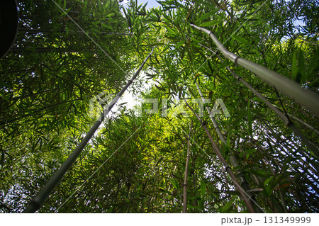 竹藪 竹薮 タケヤブ 131349999