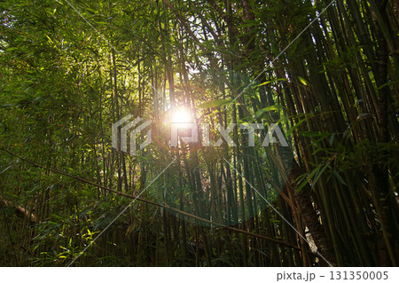 竹藪 竹薮 タケヤブ 131350005