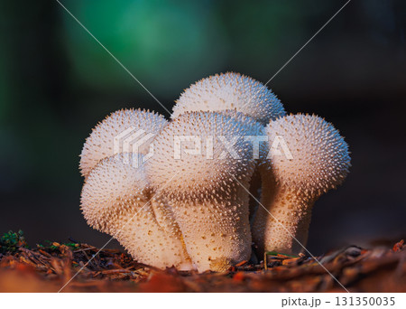 Close-up of a spiky white mushroom growing on forest ground among fallen leaves and twigs Close-up of a spiky white mushroom growing on forest ground among fallen leaves and twigs 131350035