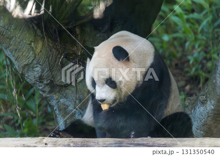 パンダ ぱんだ ジャイアントパンダ 131350540