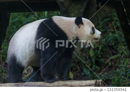 パンダ ぱんだ ジャイアントパンダ 131350541