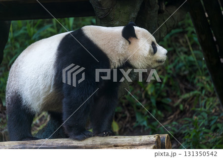 パンダ ぱんだ ジャイアントパンダ 131350542
