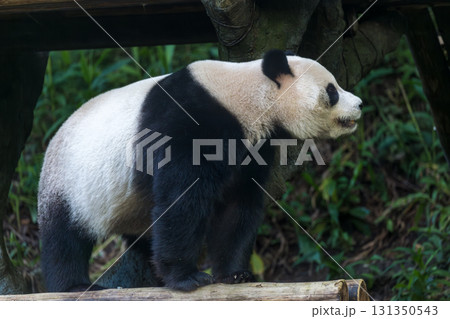 パンダ ぱんだ ジャイアントパンダ 131350543