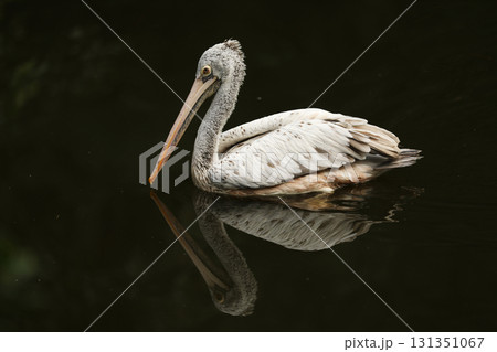 Dalmatian pelican - pelecanus crispus - mirroring on black water. Scene from euripean nature. Bird mirroring in black water Dalmatian pelican - pelecanus crispus - mirroring on black water. Scene from euripean nature. Bird mirroring in black water 131351067