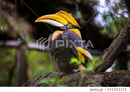 鳥綱 野生動物 野獣 131351171