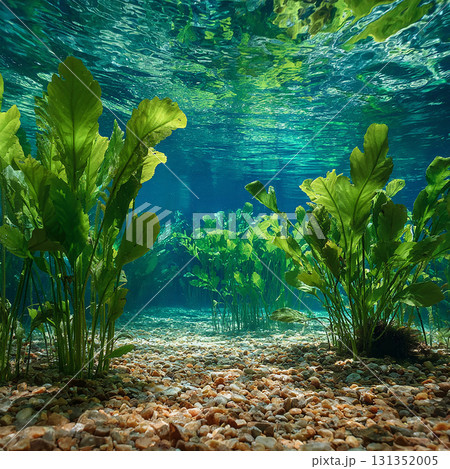 光と影のコントラストが幻想的なエメラルドグリーンの水中環境 131352005