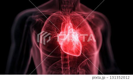 赤くハイライトされた心臓と胸郭のデジタル医療画像 131352012