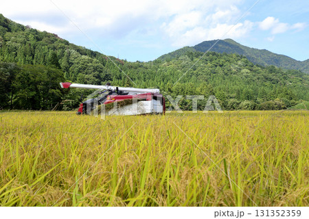 稲刈り 131352359