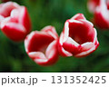 オランダ　キューケンホフ　紅白のチューリップ 131352425